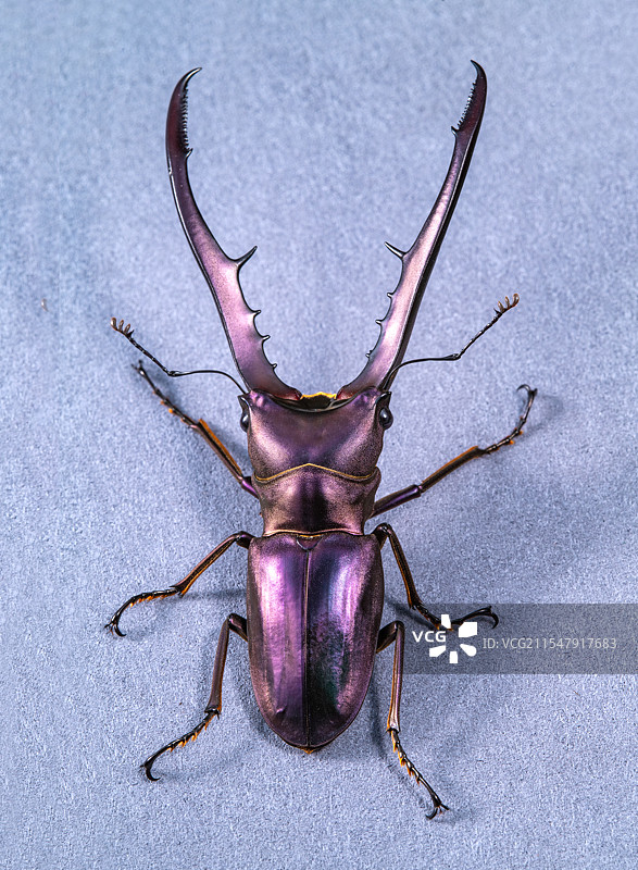 美他利弗细身锹甲图片素材