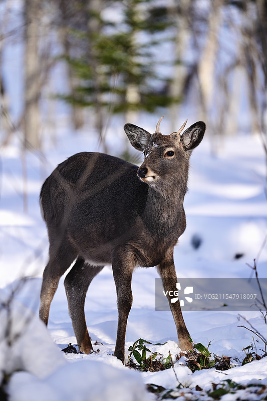 北海道晴天雪地中一只狍的侧脸中景全身照片图片素材