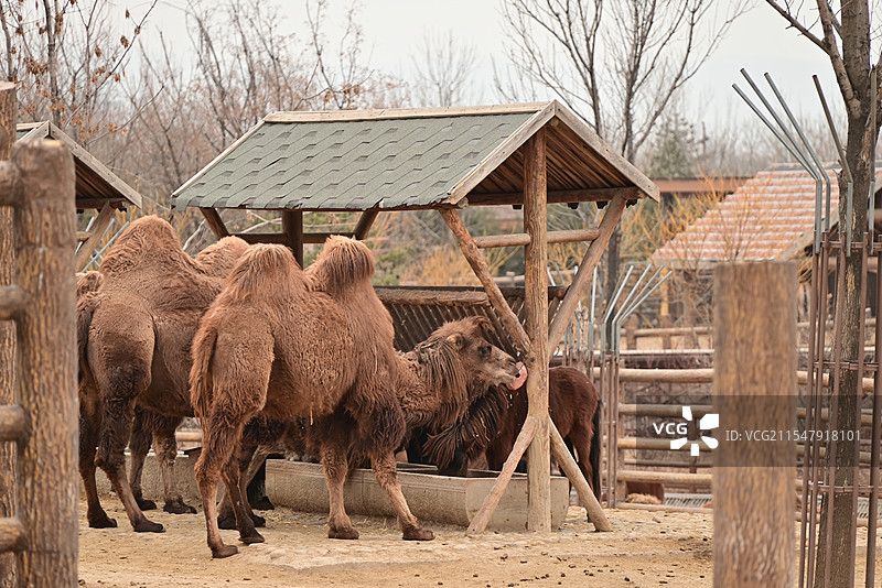 太原市动物园——骆驼图片素材