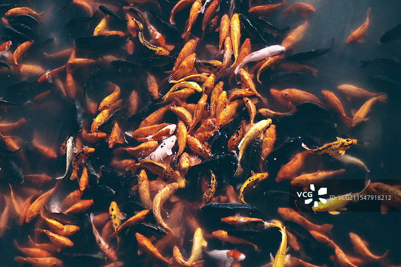 翻腾的鲤鱼池图片素材