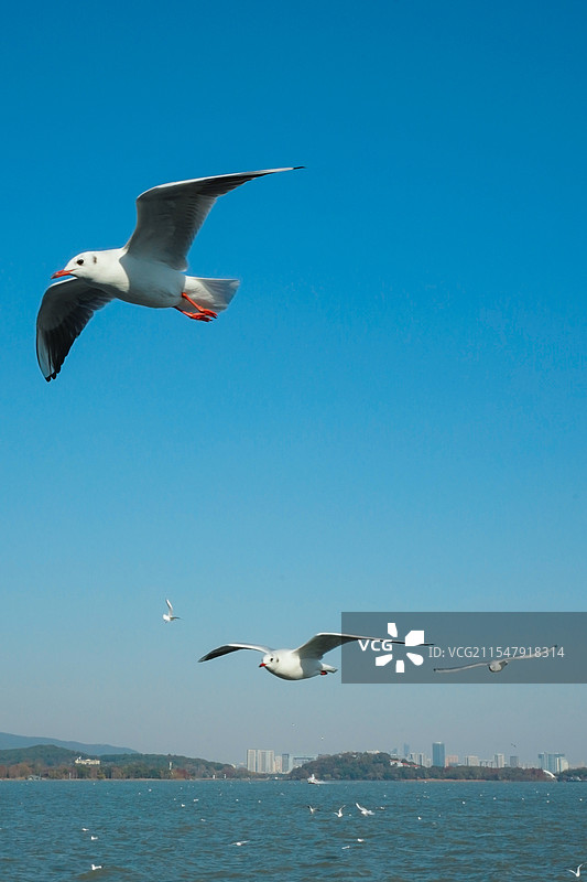 鼋头渚海鸥图片素材