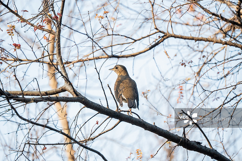 赤胸鸫图片素材