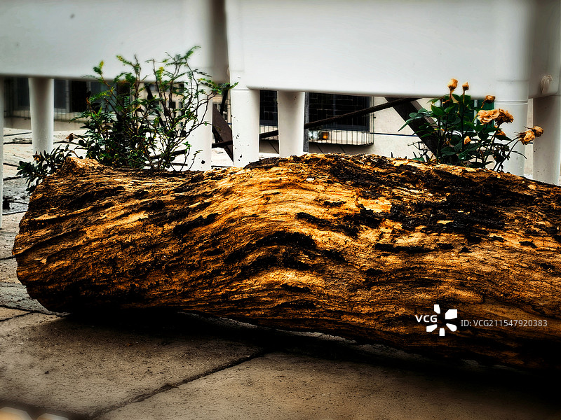 枯木等春花图片素材