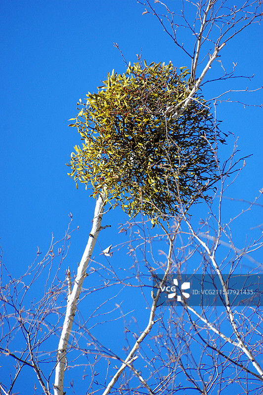 东北冻青图片素材