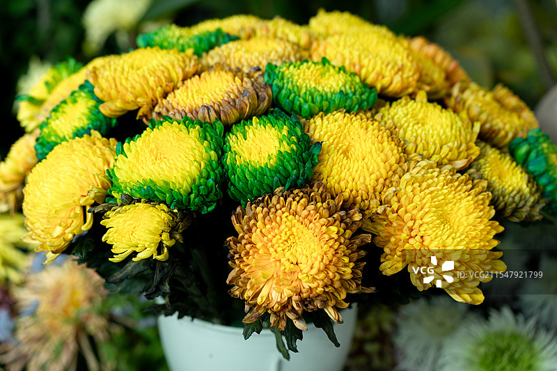 开封清明上河园菊花展炫彩菊图片素材