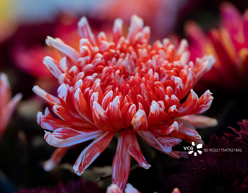 开封清明上河园菊花展炫彩菊图片素材