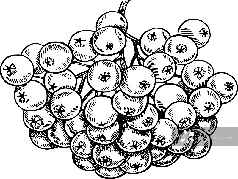 秋季山楂黑白图形图片素材