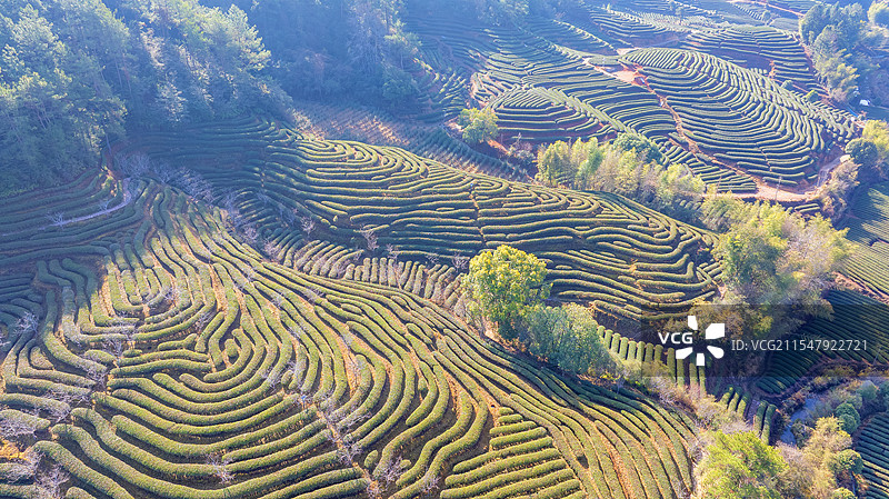福建武夷山茶园茶山，岩茶乌龙茶主产区图片素材