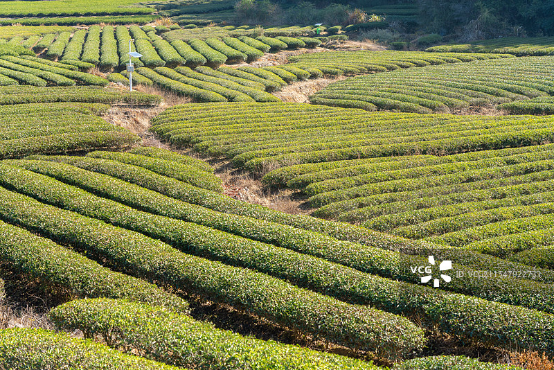 福建武夷山茶园茶山，岩茶乌龙茶主产区图片素材