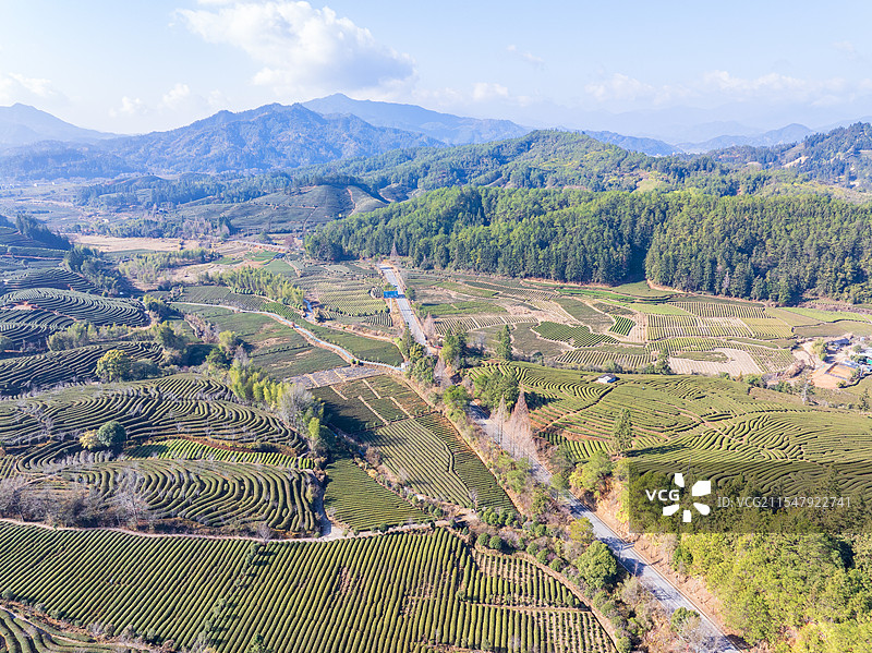 福建武夷山茶园茶山，岩茶乌龙茶主产区图片素材