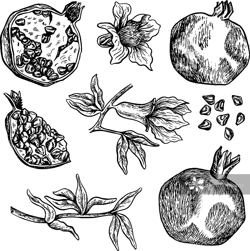 石榴果实、叶子和花朵的组合图片素材