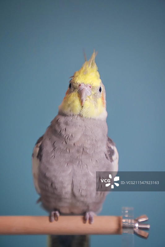 一只亚成年原始灰玄凤鹦鹉站在站架上图片素材