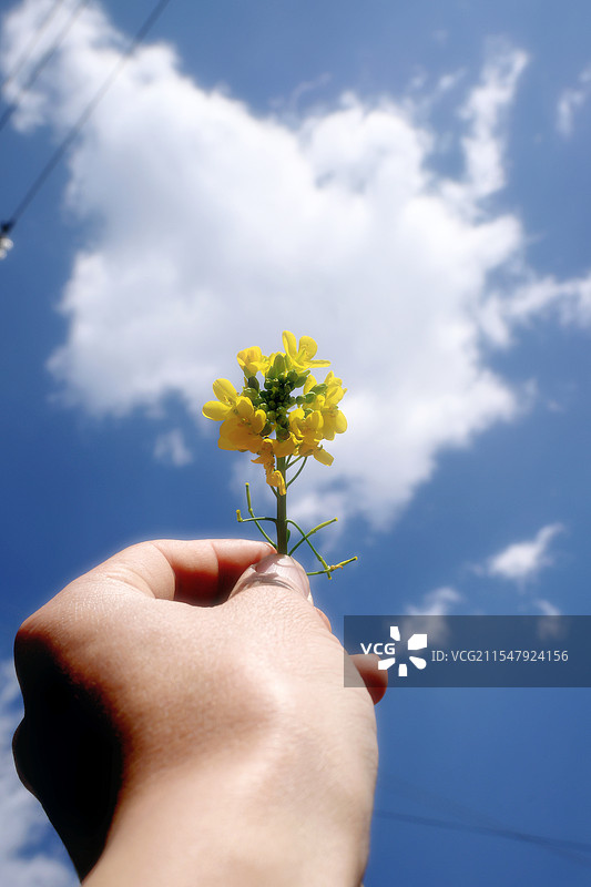 手拿着油菜花对着蓝天拍照图片素材