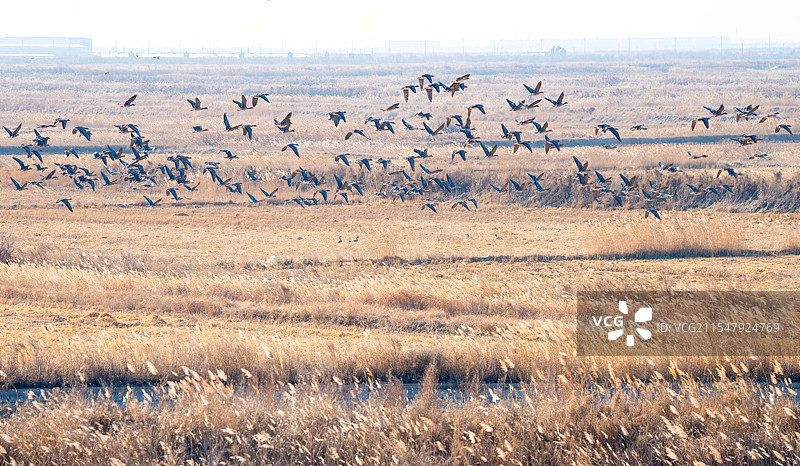 黄河入海口，无数候鸟繁衍栖息的乐园图片素材