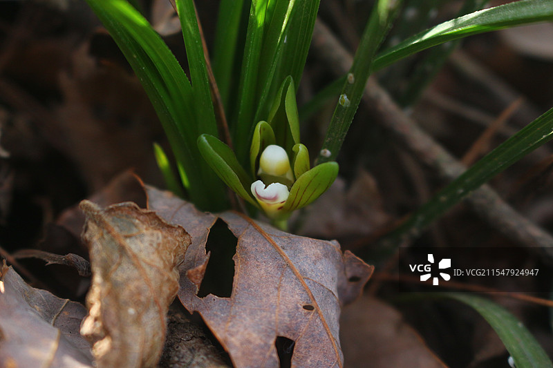 户外的野生兰花图片素材