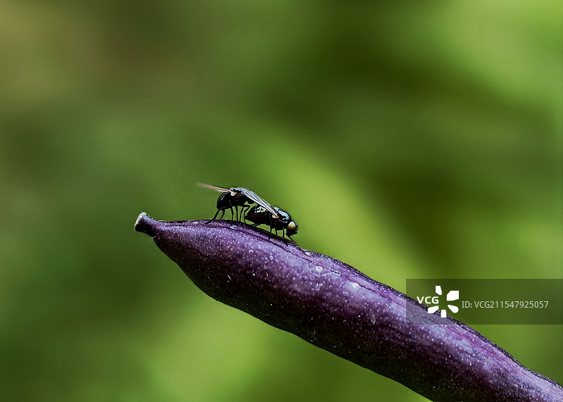 两只小苍蝇图片素材