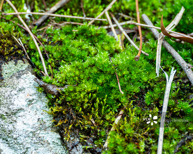 苔藓特写镜头图片素材