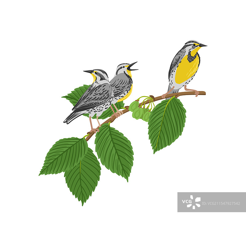 白榆树的树枝素描图片素材