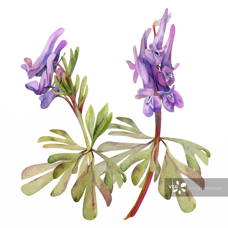 春季森林中的紫色癞蛤蟆花和豌豆苜蓿图片素材