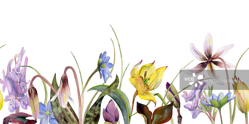 春天的花朵：蓝色的肝花、勿忘我和白色花朵图片素材