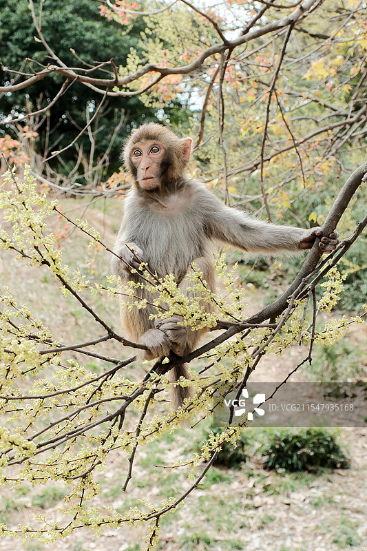 苏州上方山的猴子图片素材