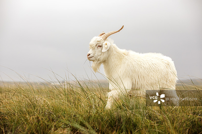 走在内蒙古草原上的一只山羊图片素材