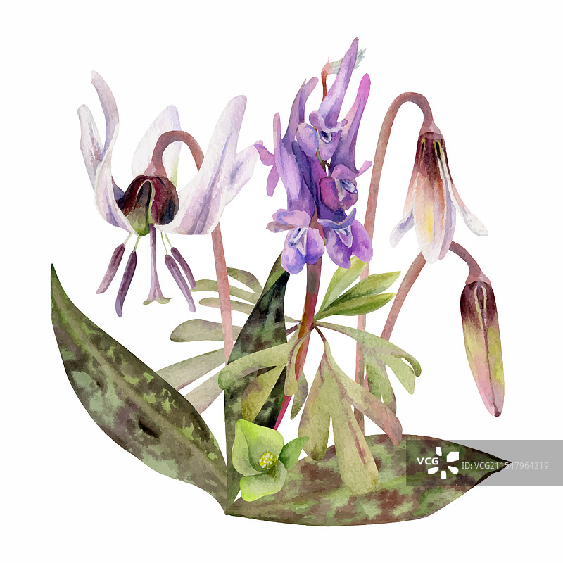 春季森林中的白色鱼鳞花图片素材