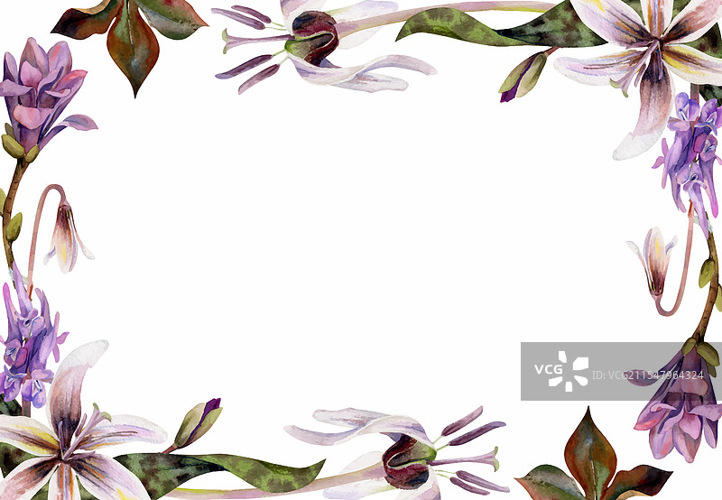 春季森林中的白色鱼腥草花图片素材