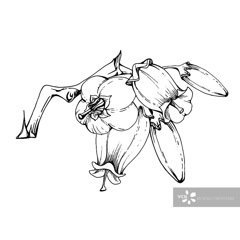 蓝莓、白色和线状铃花及花蕾图片素材