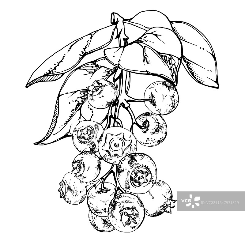 蓝莓和黑莓与植物叶子在枝条上图片素材