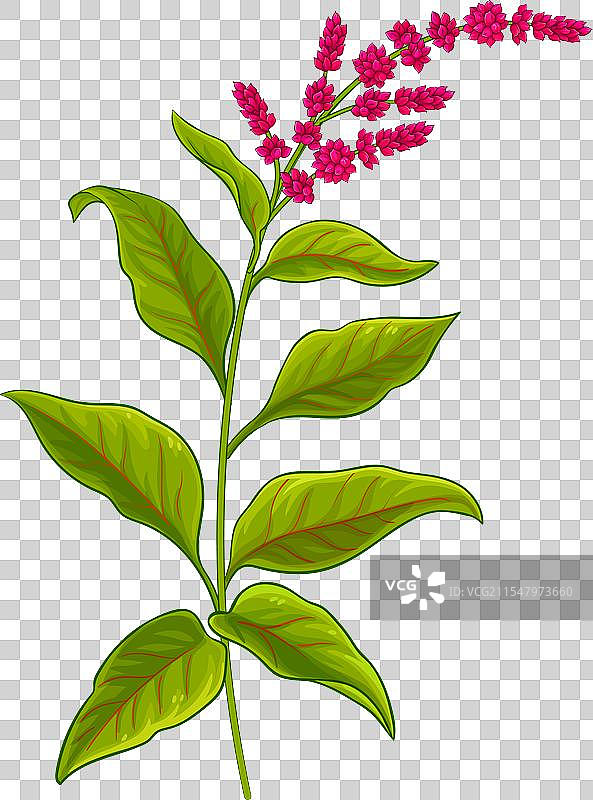 彩色花朵的苋菜植物图片素材