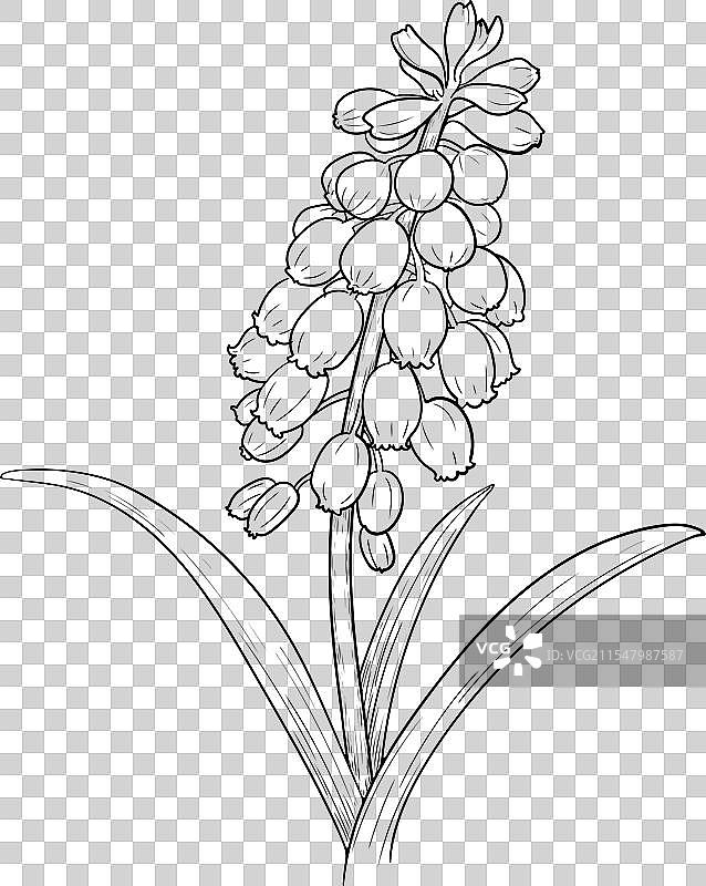 手绘的风信子花图片素材