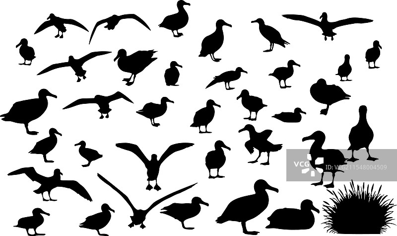 信天翁剪影系列图片素材