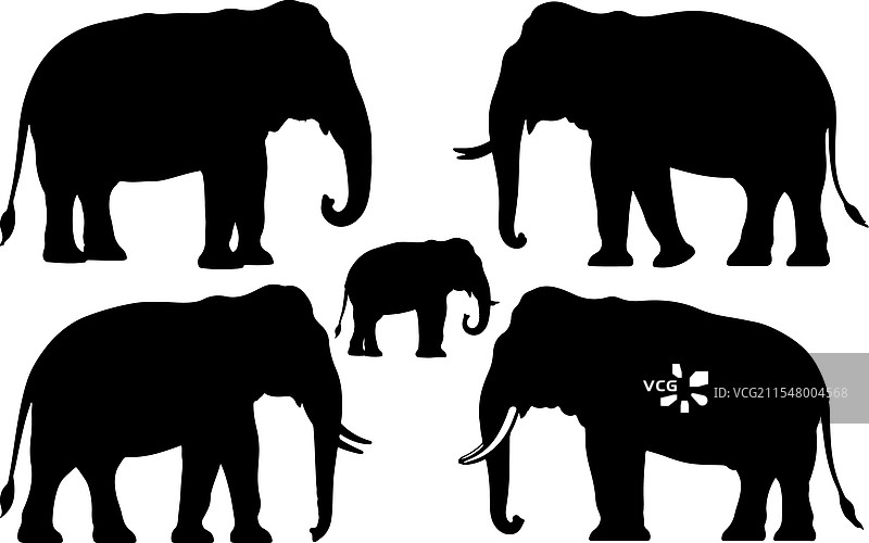 亚洲象的实心轮廓图片素材