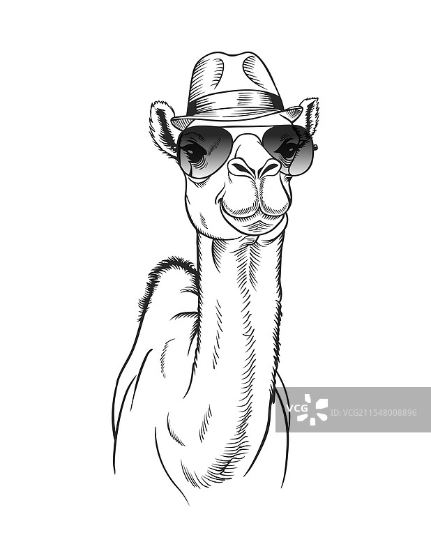 时尚的骆驼戴着软呢帽和飞行员太阳镜图片素材