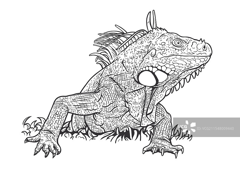 详细的黑白鬣蜥图片素材