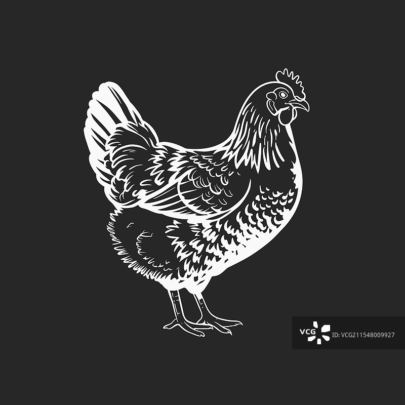 详细的黑白鸡图像图片素材