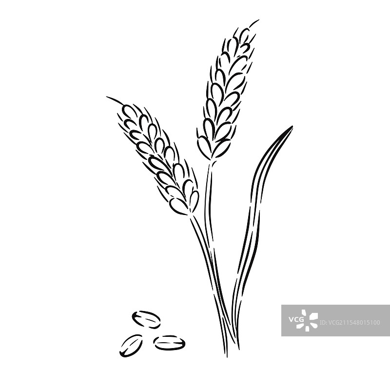 手绘的详细小麦穗素描图片素材