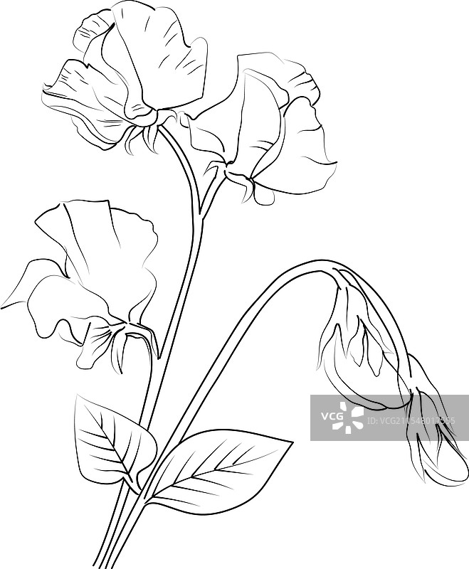 甜豌豆和雏菊花的极简墙面艺术图片素材