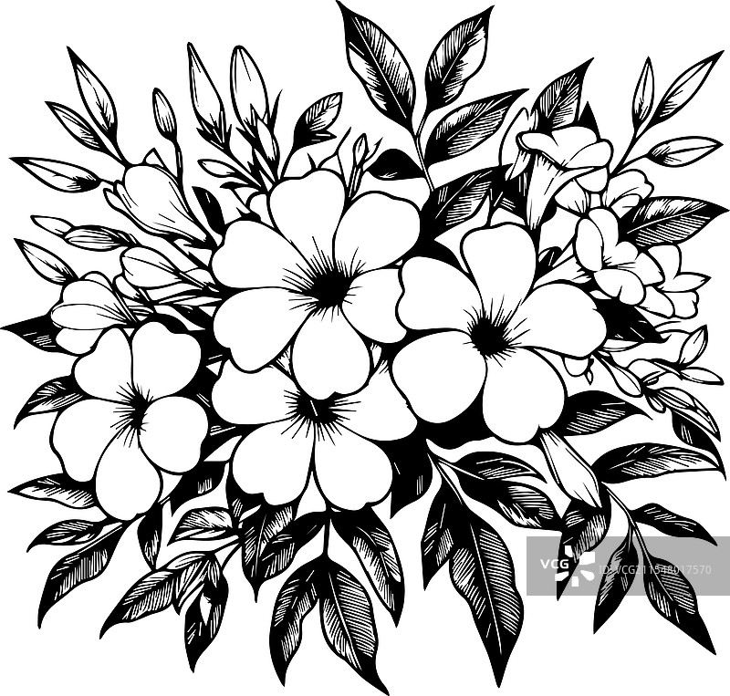 金钟花的花束、叶子和花蕾图片素材