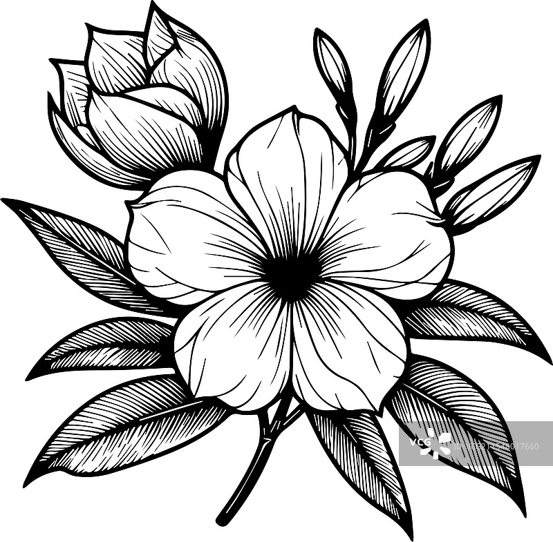 植物艺术：金钟花（Allamanda cathartica）墙面装饰图片素材