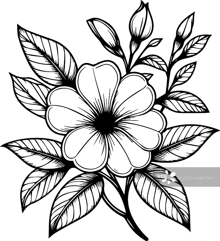 金钟花素描艺术图片素材