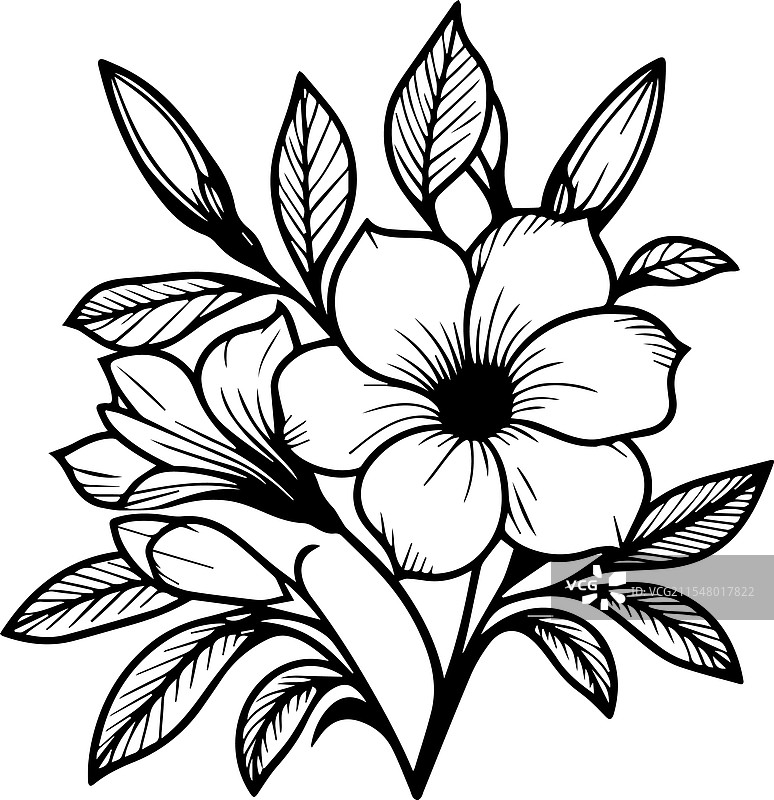 带有花朵的金钟花轮廓印刷图片素材