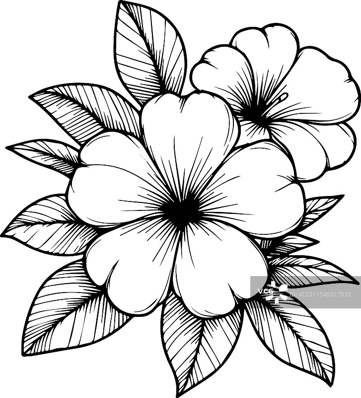 金钟花自然叶子采集图片素材