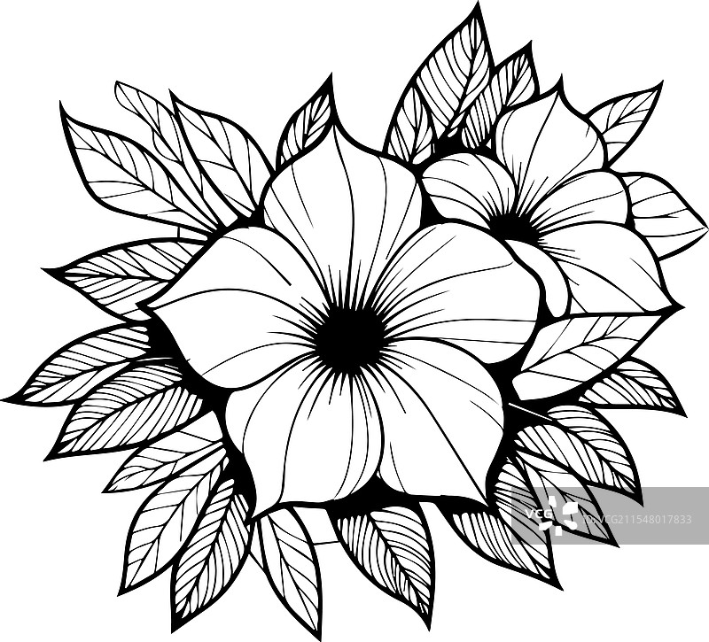 花卉涂色页和单色书籍图片素材
