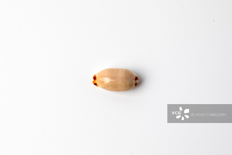 海螺贝壳-宝螺属-雨丝宝螺 Cypraea isabella图片素材