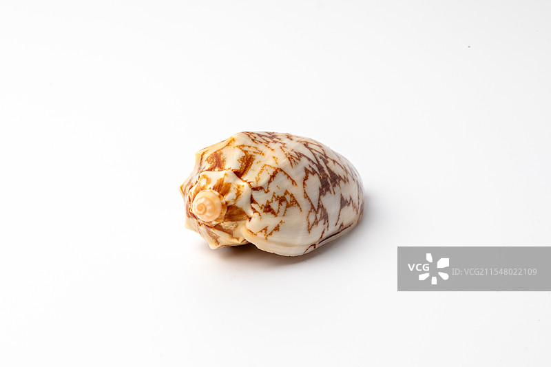 海螺贝壳-芋螺图片素材