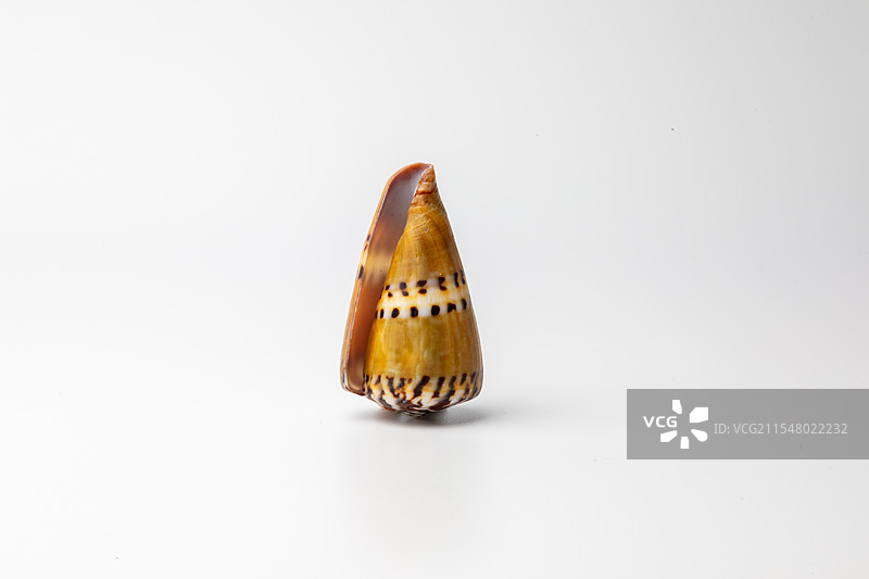 海螺贝壳-芋螺属-鼬鼠芋螺 Conus mustelinus图片素材