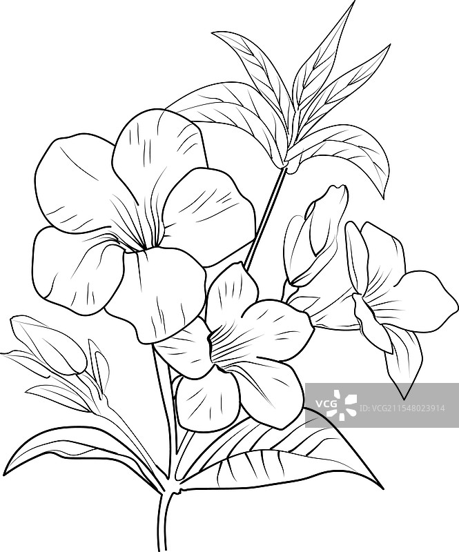 铅笔画的金钟花枝条图片素材