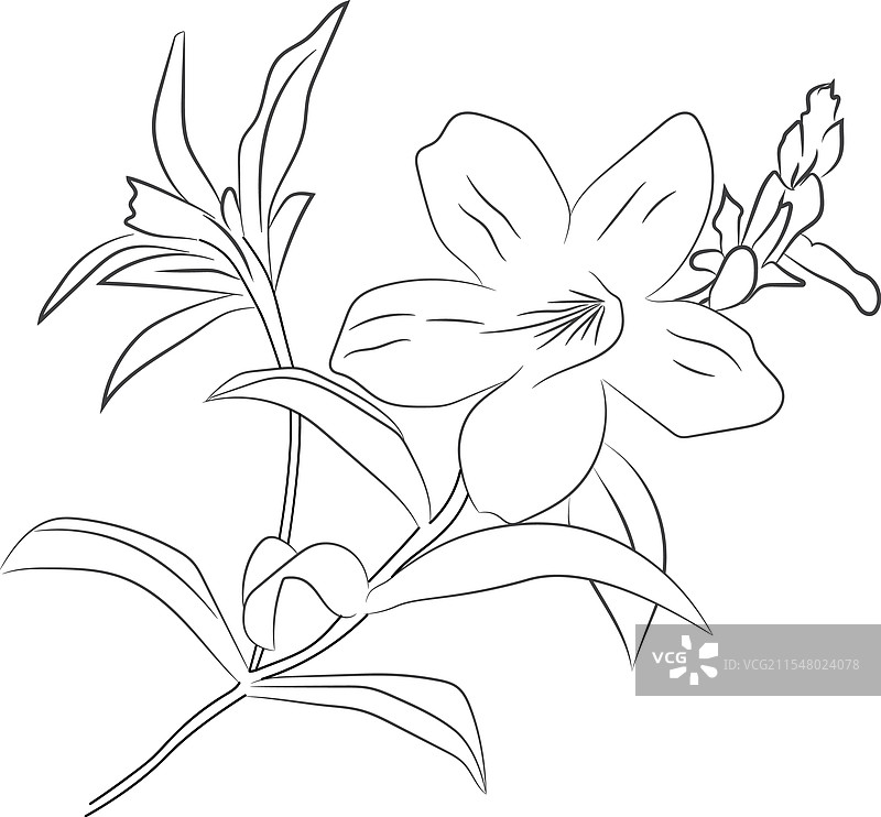 手绘的小黄花（Allamanda cathartica）图片素材